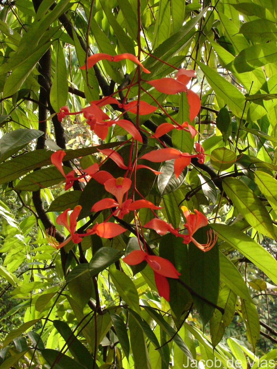Amherstia nobilis Wall.